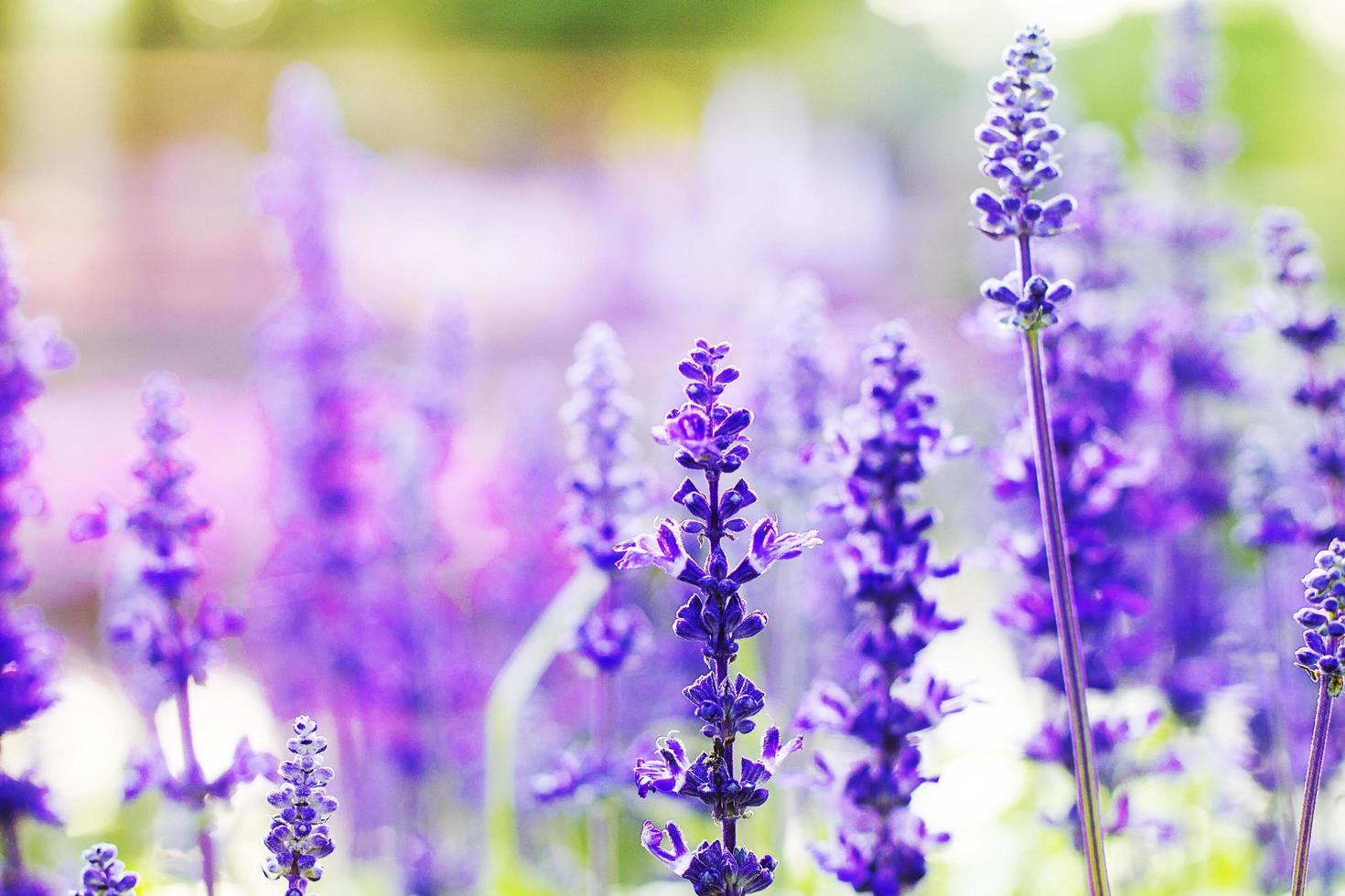 kleurrijke lavendelbloemen in de tuin foto