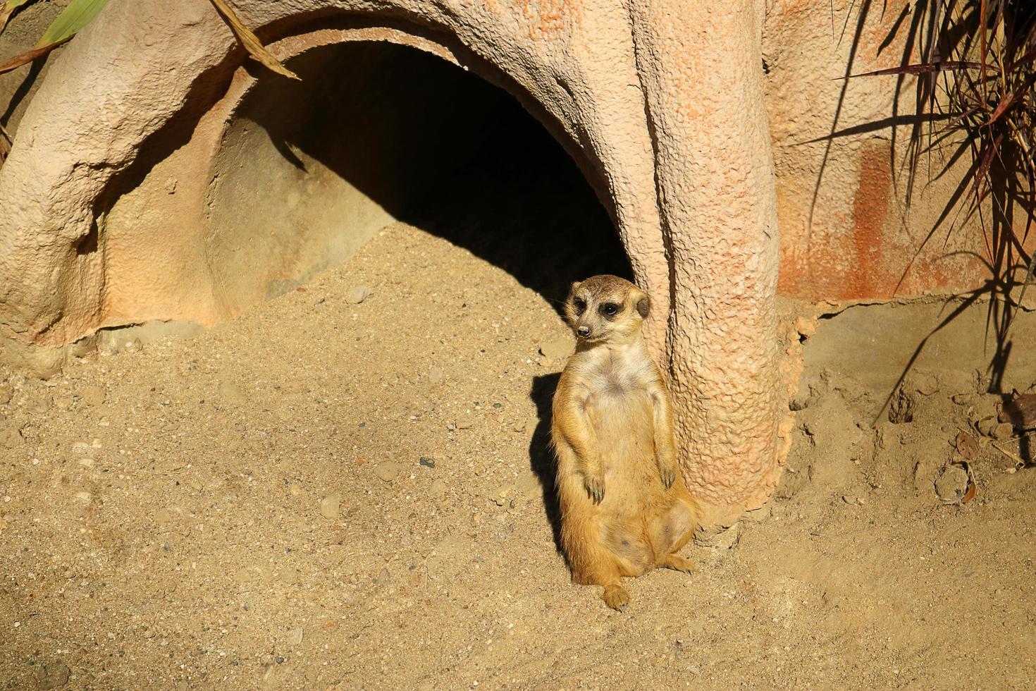 meerkat staat in de buurt van het hol. foto