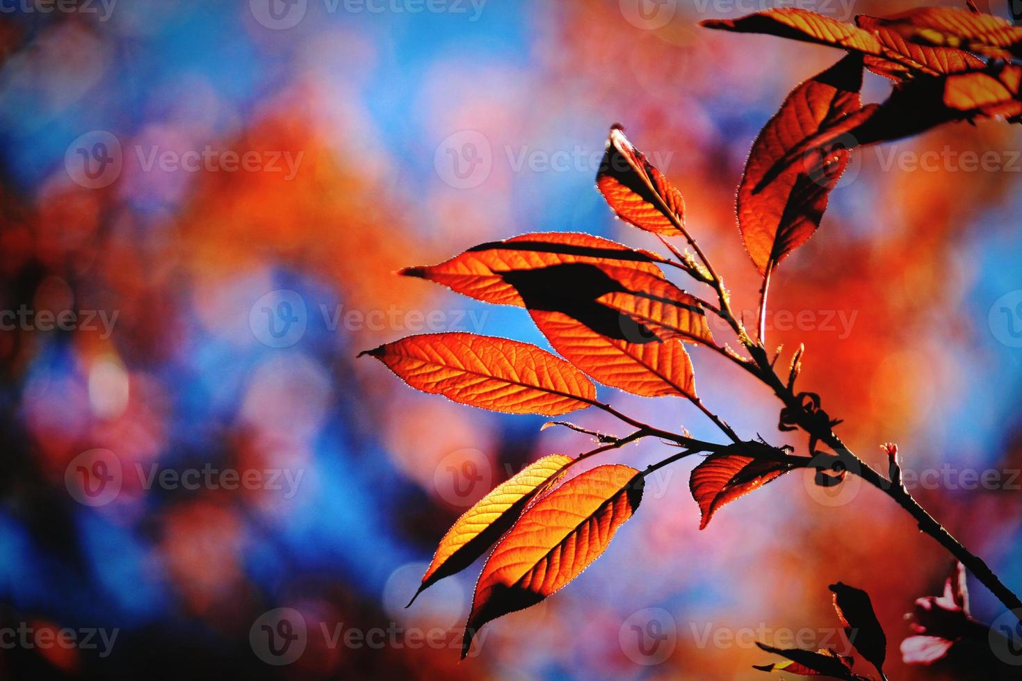 mooie rode bladeren en zonlicht op de boom met blauwe onscherpe achtergrond en kopieer ruimte aan de linkerkant. schoonheid in de natuur foto