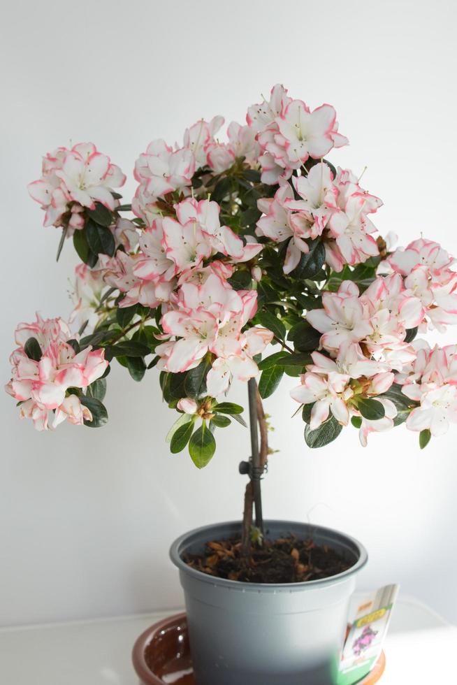 studio-opname van een mooie roze en witte azalea met witte achtergrond. Spanje foto