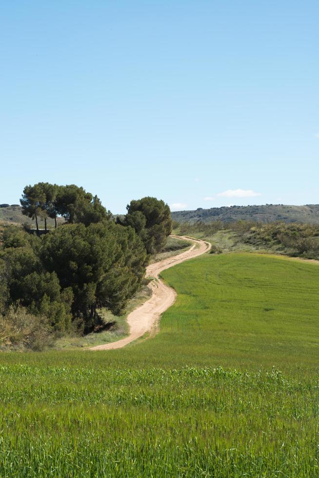 verticale opname van een landschap met akkers, bomen en een onverharde weg. zonnige dag. los cerros park, alcala de henares, madrid foto