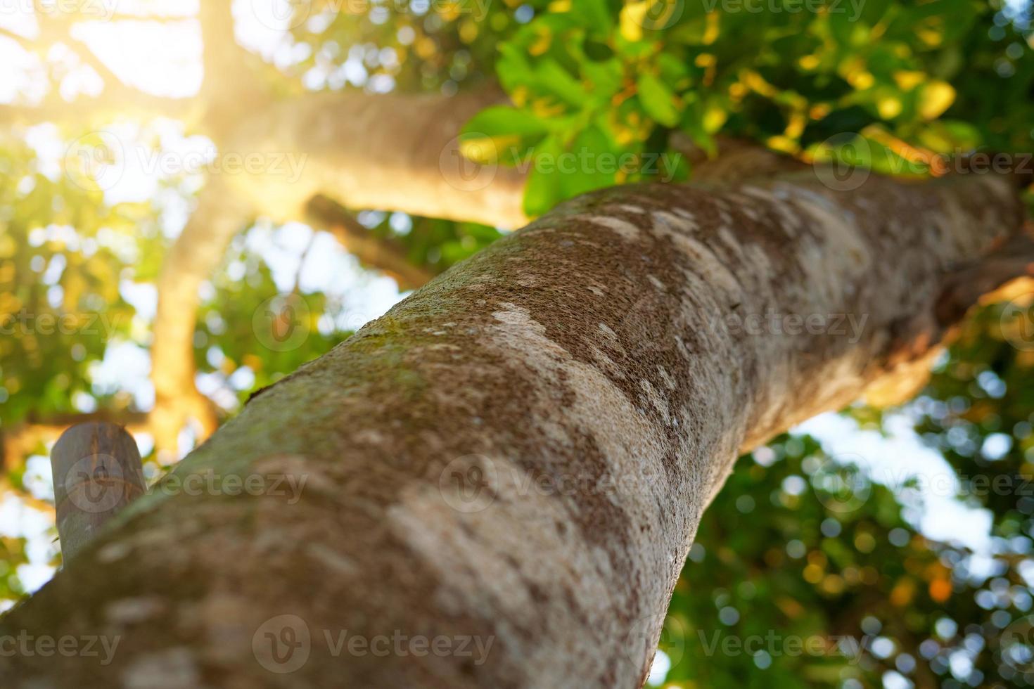 ruwe boomschors textuur details foto