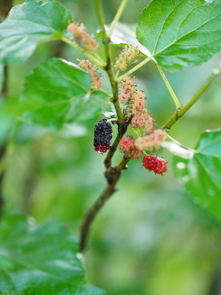 moerbeivrucht die op boom in tuin op vage van aardachtergrond bloeien foto