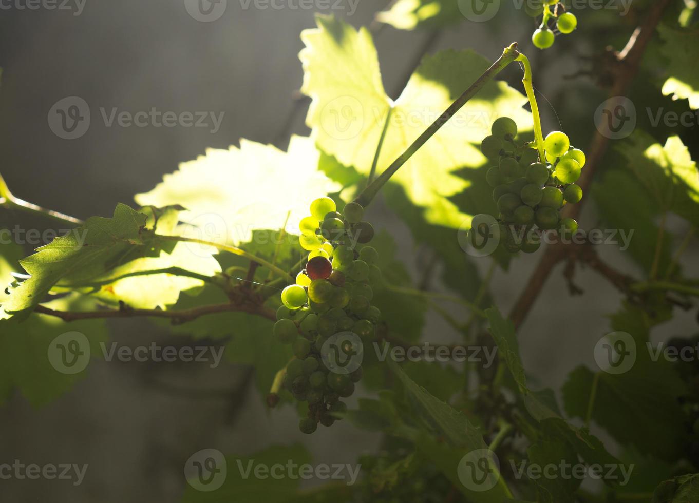 zonlicht over druiventuinbladeren foto