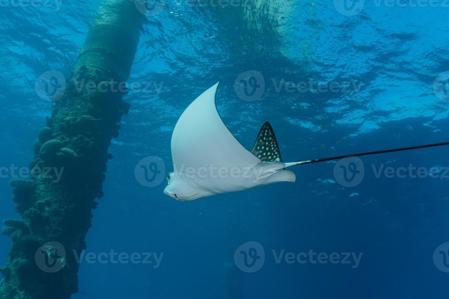 vissen zwemmen in de rode zee, kleurrijke vissen, eilat israel foto