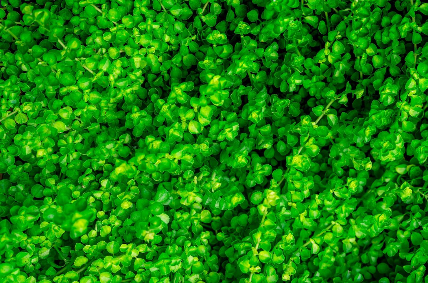 kleine groene bladeren textuur achtergrond met mooi patroon. schone omgeving. sierplant in de eco-tuin. organische natuurlijke achtergrond. veel bladeren verminderen stof in de lucht. tropisch bos. foto