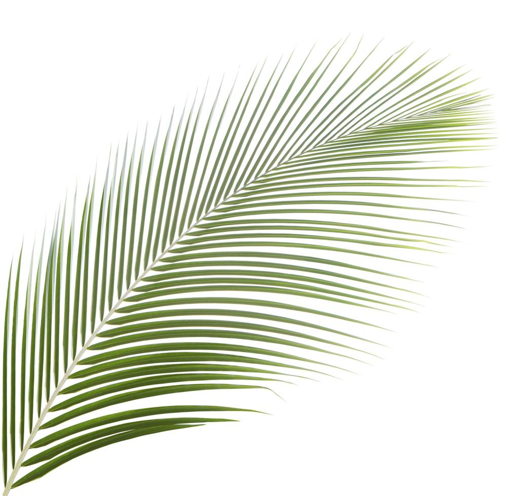 kokosnoot blad geïsoleerd foto