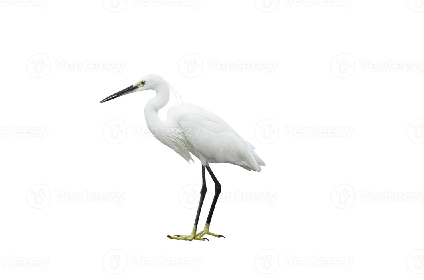 zilverreiger geïsoleerd op witte achtergrond foto