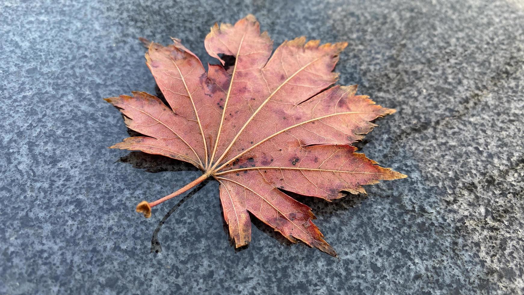 rood esdoornblad op granieten oppervlak foto