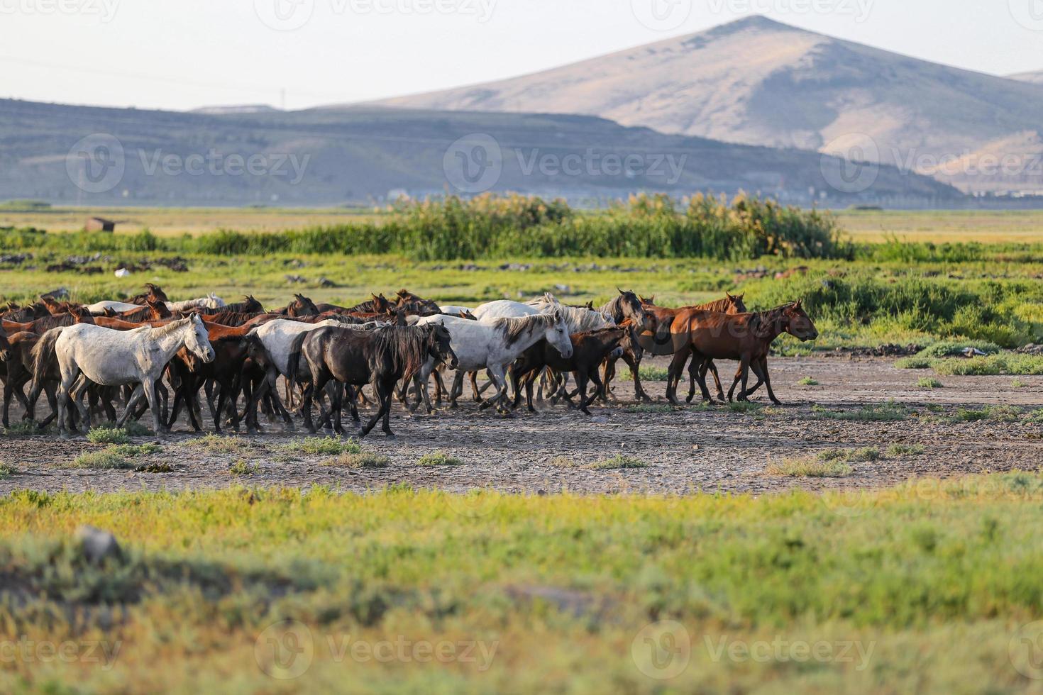 yilki paarden rennen in het veld, kayseri, turkije foto