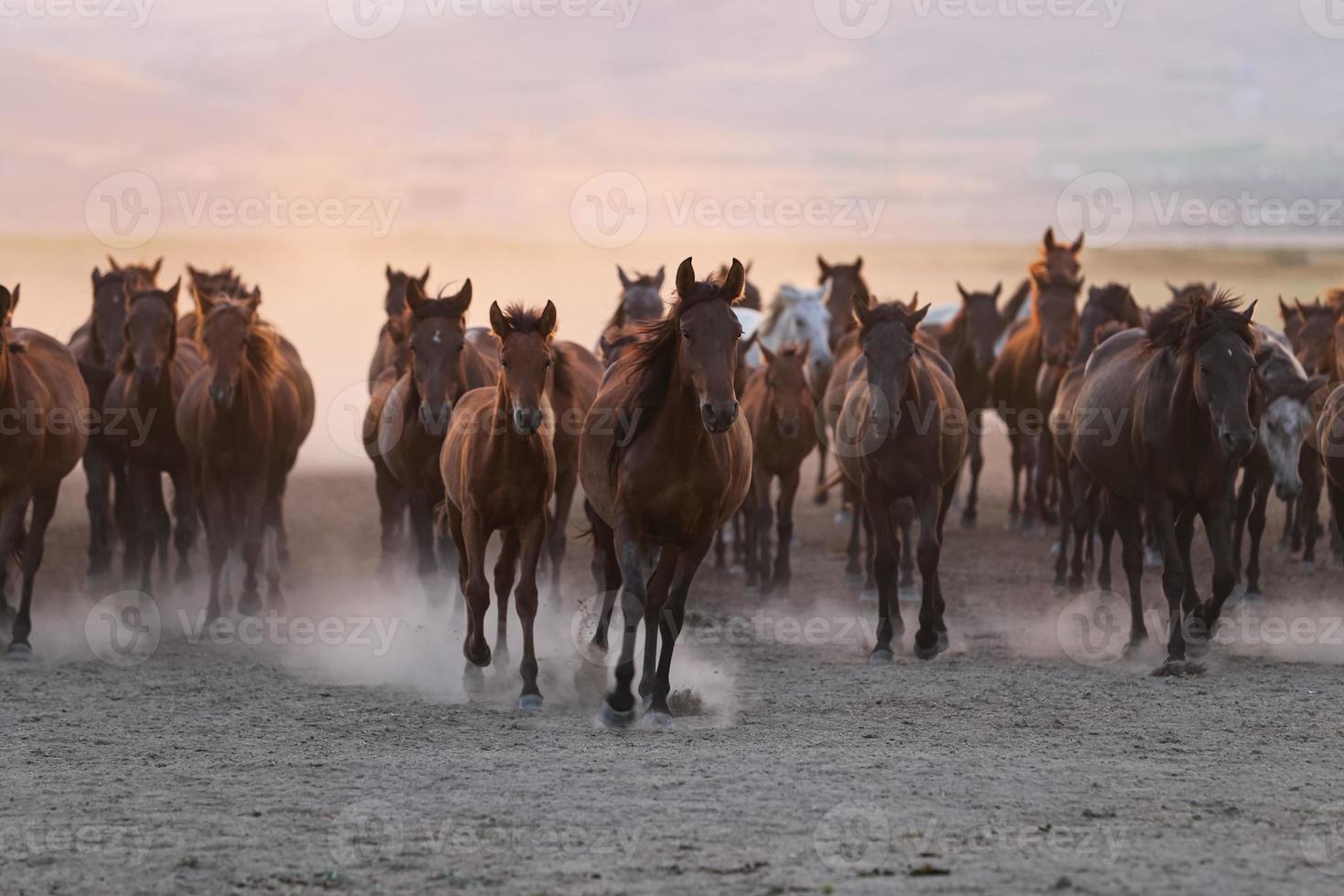 yilki paarden rennen in het veld, kayseri, turkije foto