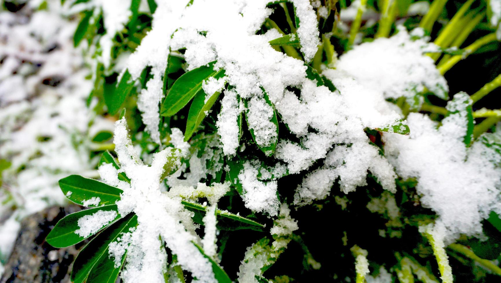 plant en sneeuw close-up op besneeuwde dag foto