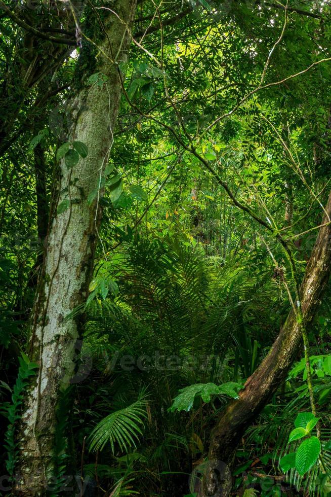 foto van zeldzame bomen in de tropische bossen van Indonesië