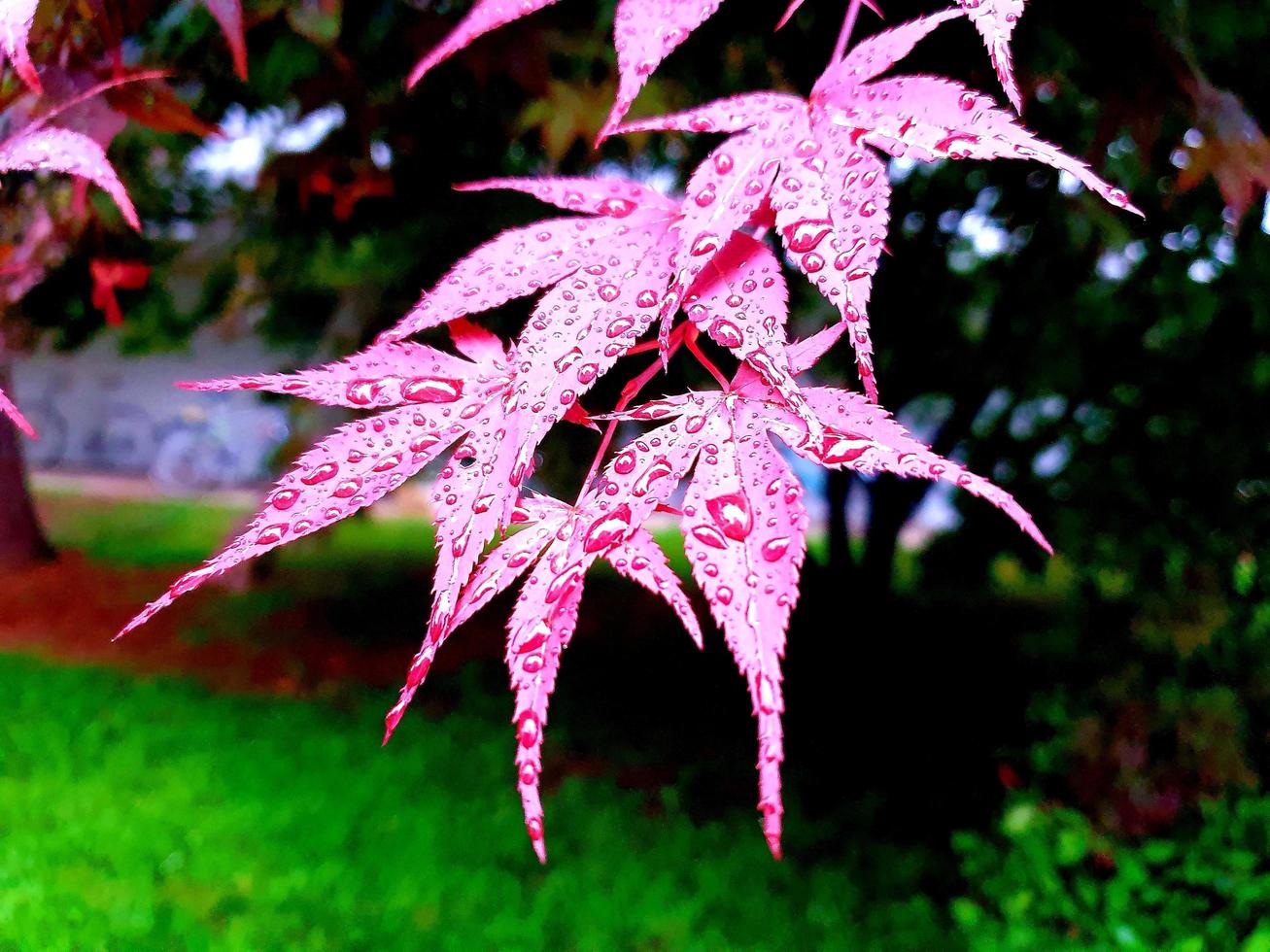 natuurlandschappen en prachtige bloemen foto