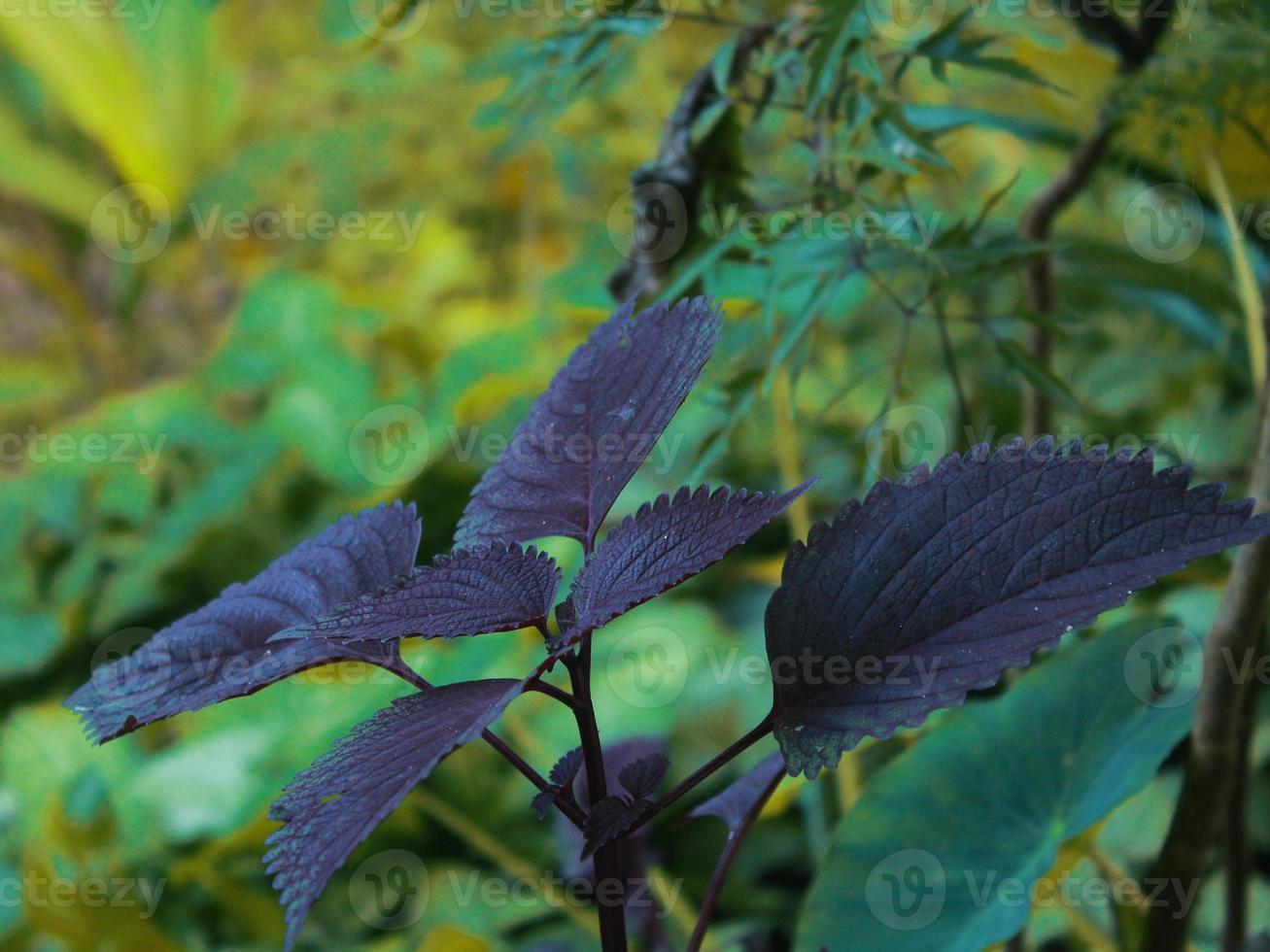 foto's van planten in de tuin foto