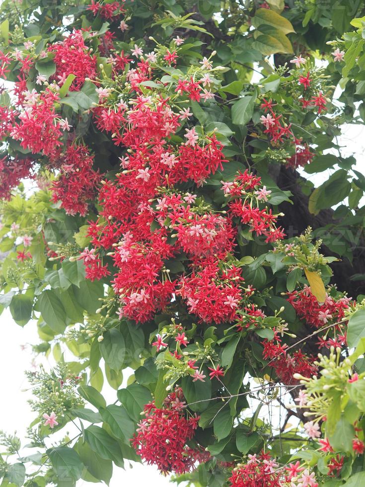 rangoon klimplant, chinese kamperfoelie, drunen matroos, combretum indicum defilipps naam rood roze en witte bloem bloeien in de tuin op wazig van de natuur achtergrond foto