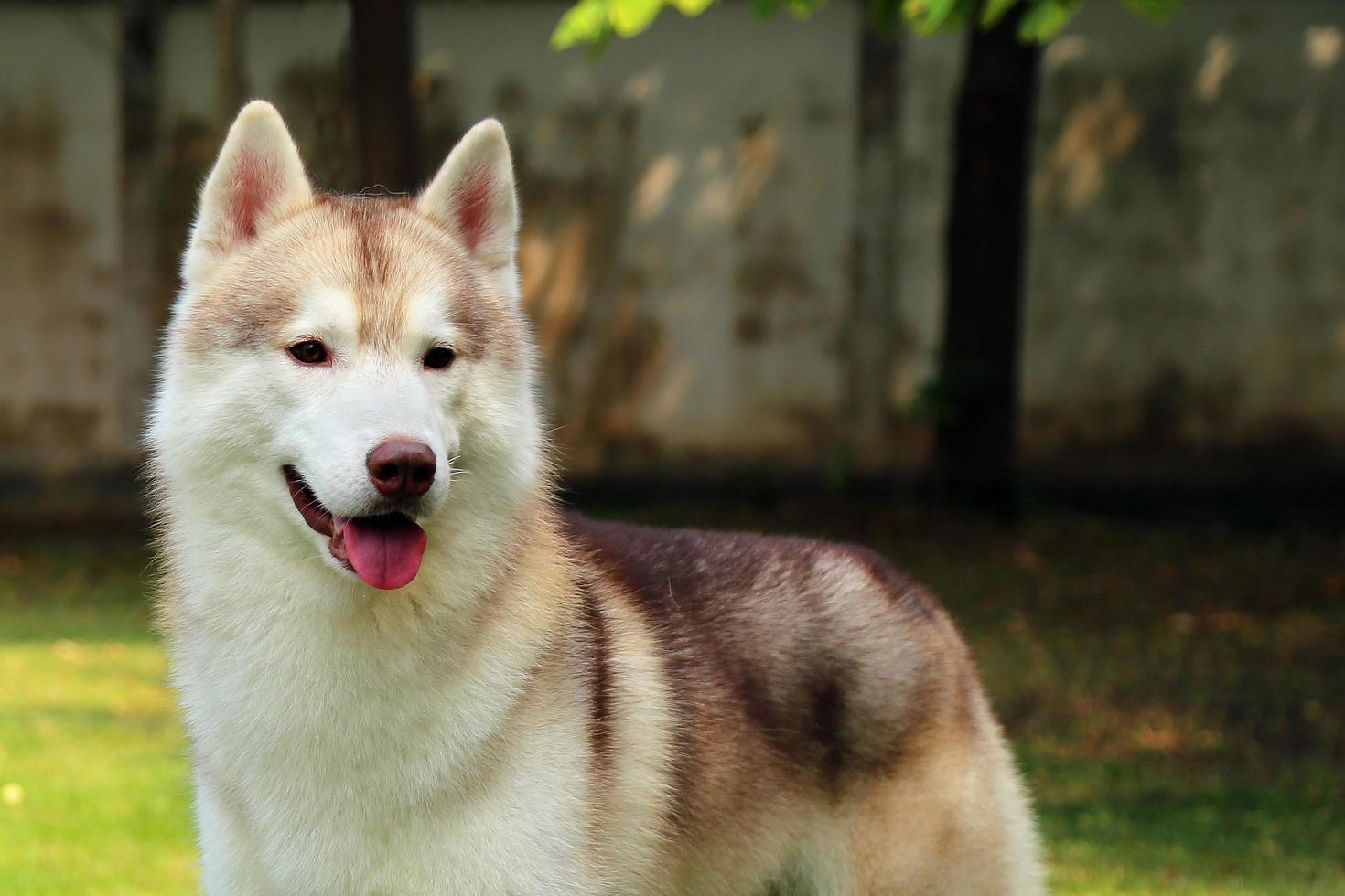 Siberische husky portret. pluizig hondengezicht. foto