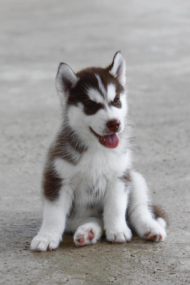 Siberische husky puppy koperen en witte kleuren zittend op de vloer. pluizige pup. foto