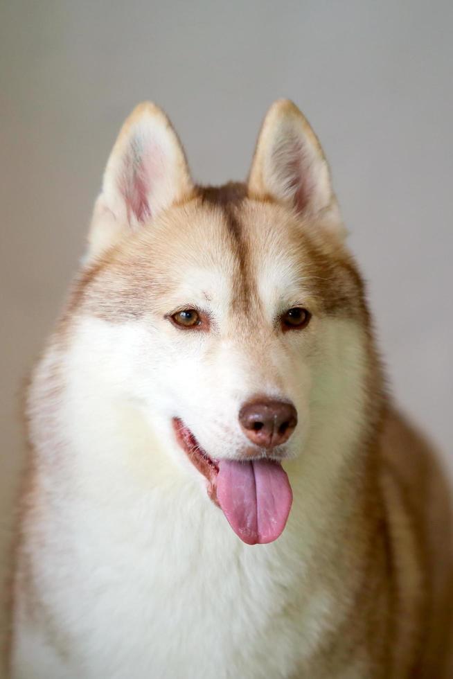 Siberische husky portret. pluizig hondengezicht. foto