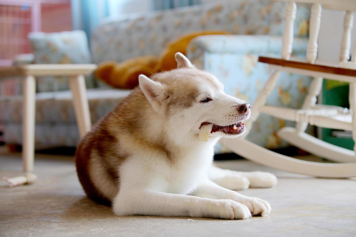 Siberische husky geniet met lekkernijen in de woonkamer. hond kauwsnacks en liggend op de vloer. foto