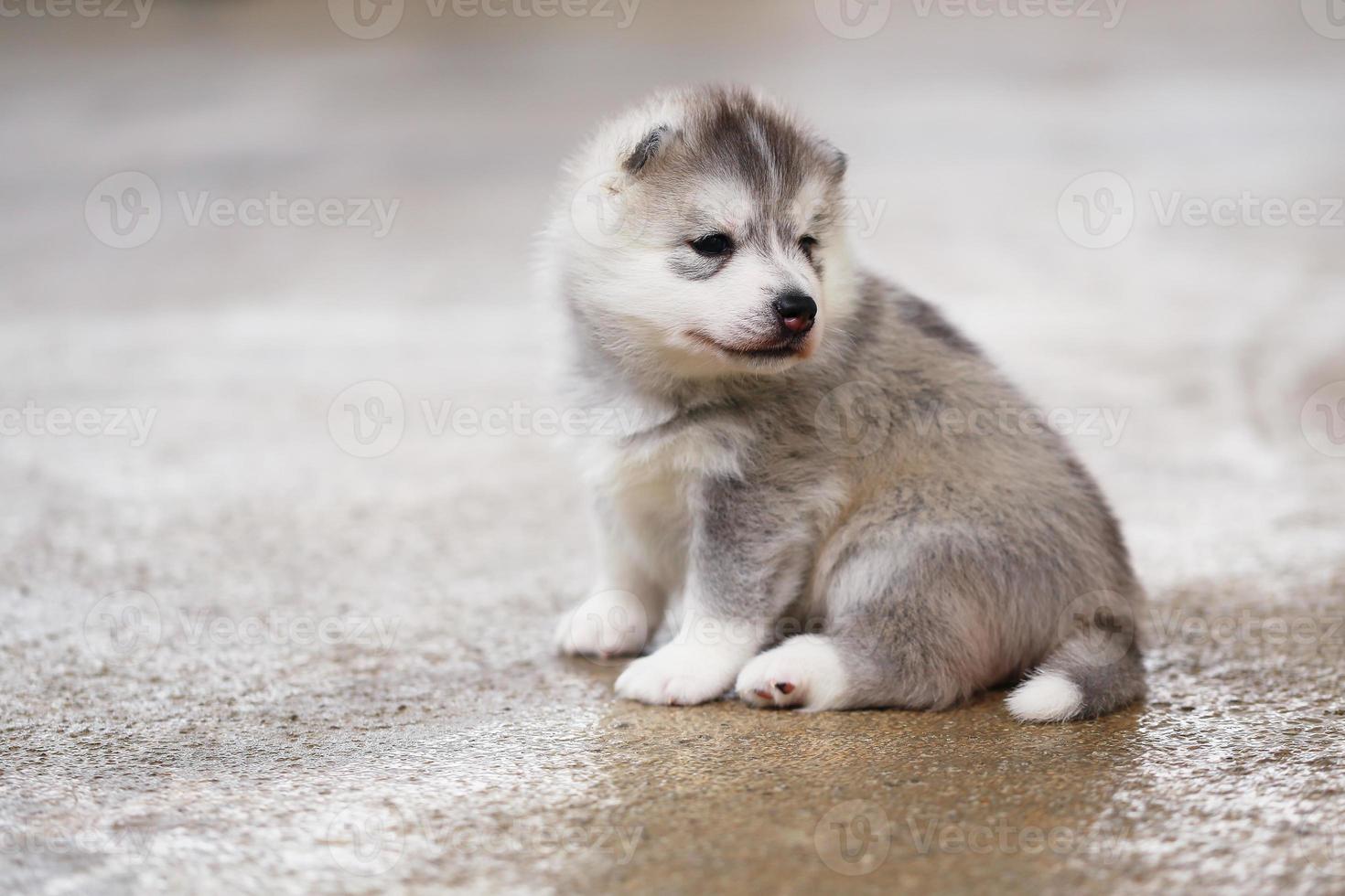 Siberische husky puppy grijze en witte kleuren zittend op de vloer. pluizige pup. foto