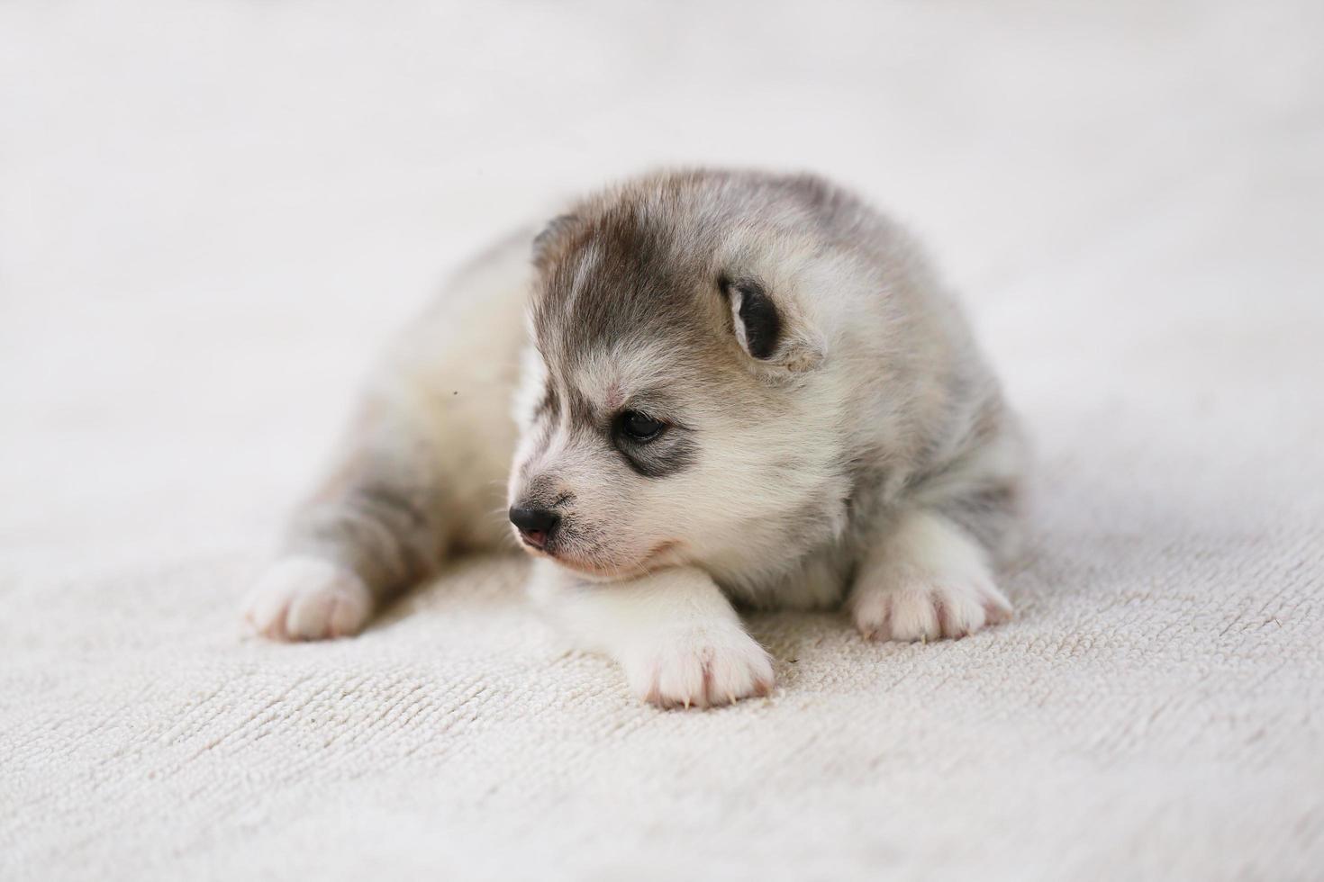 Siberische husky pup liggend op de vloer. pluizige pup. foto