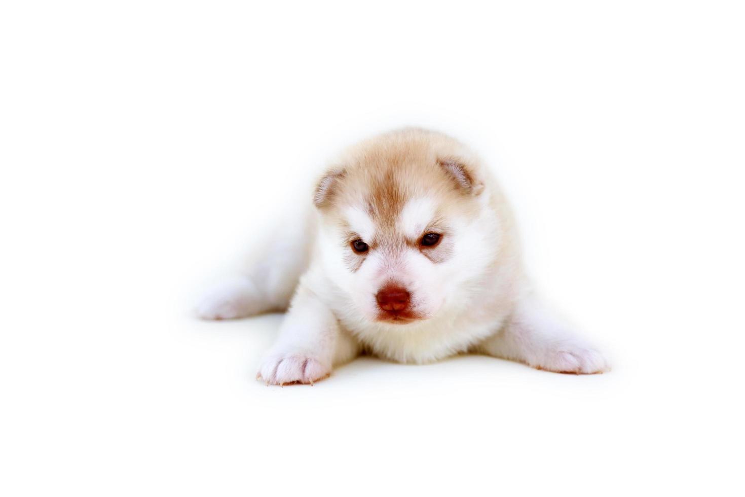 pasgeboren Siberische husky pup licht rode en witte kleuren liggend op een witte achtergrond. pasgeboren pluizig puppy geïsoleerd op een witte achtergrond. foto
