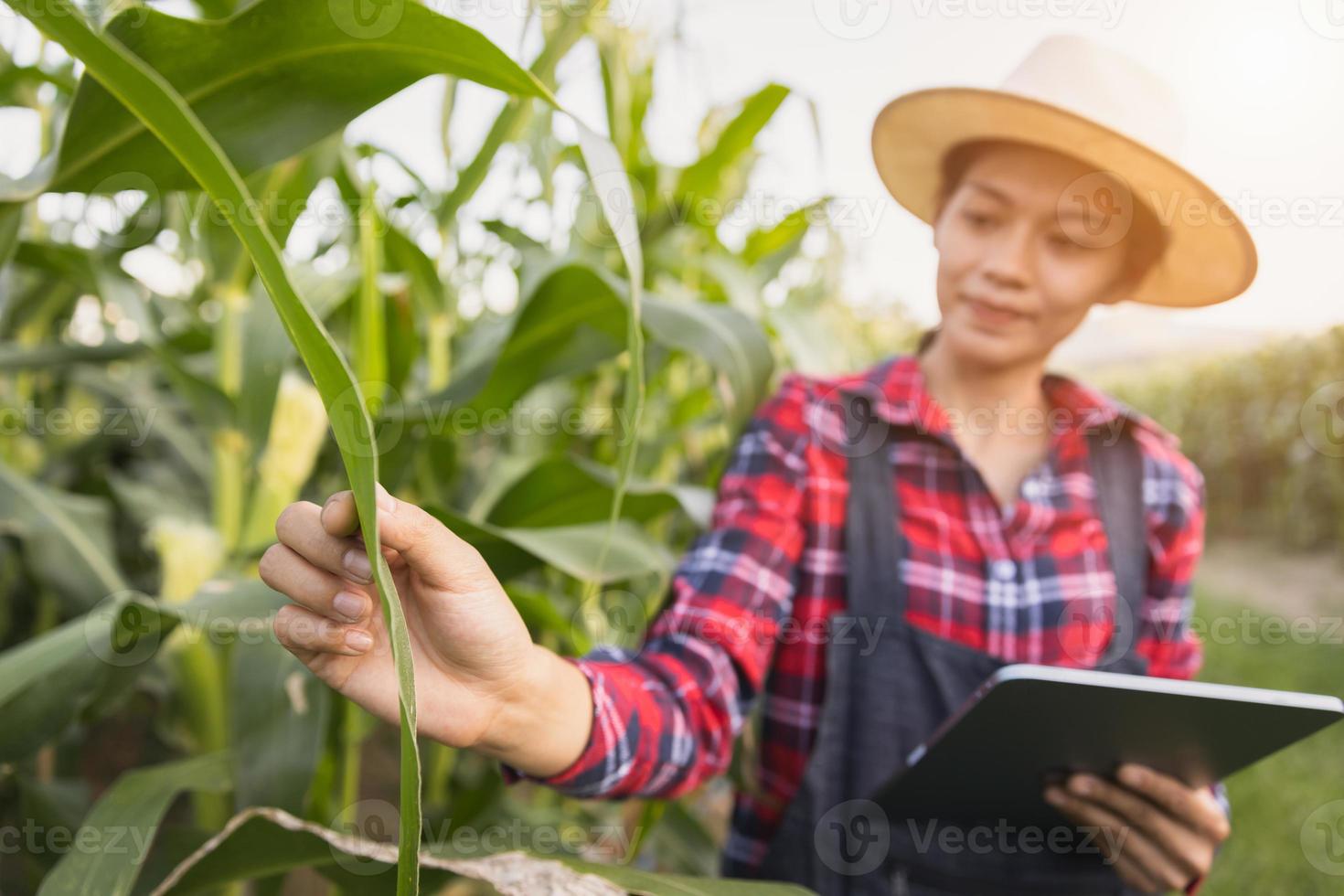 slimme vrouw landbouwkundige agronoom met behulp van digitale tablet voor het onderzoeken en inspecteren van de kwaliteitscontrole van de maïsoogst. landbouw technologie. foto