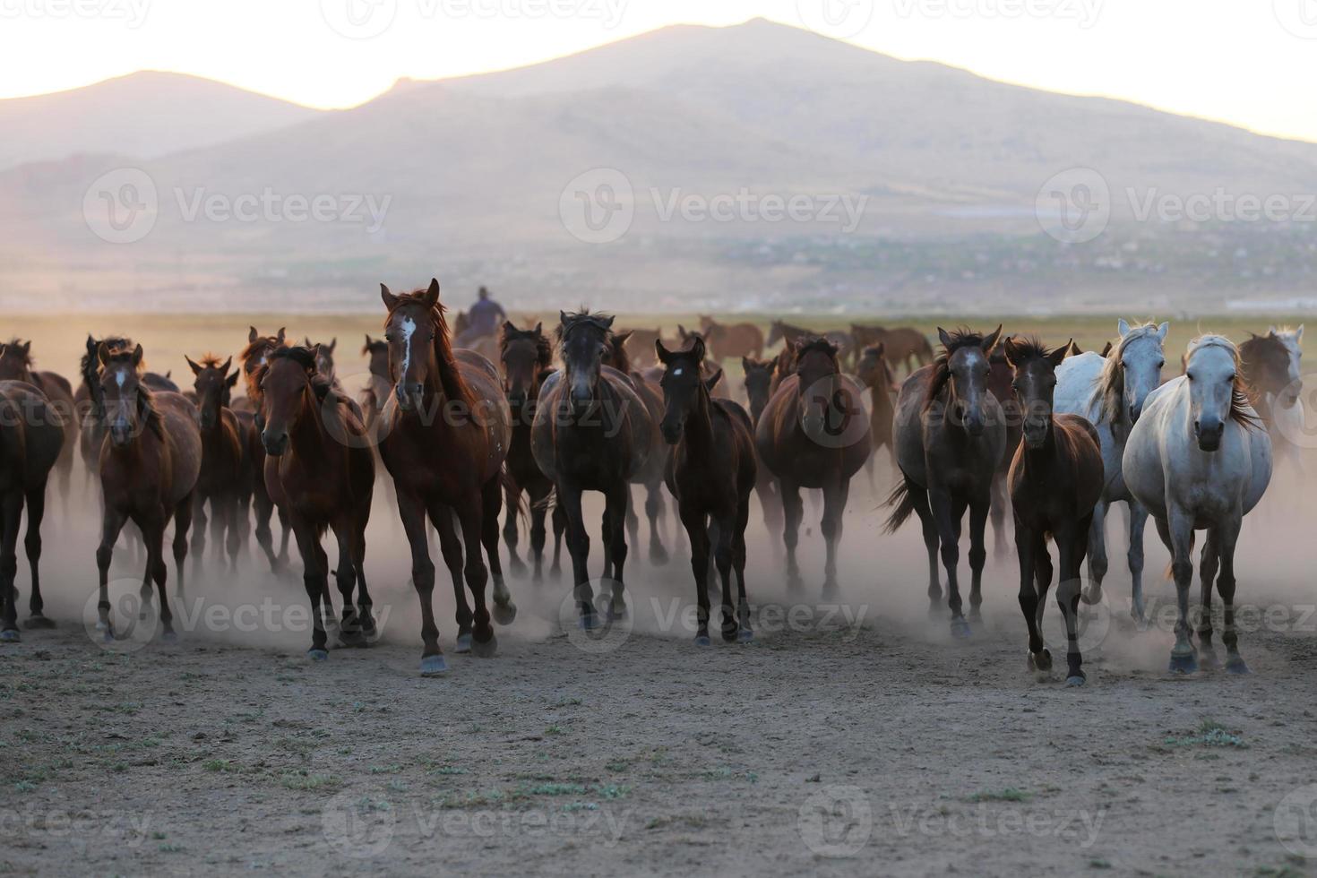 yilki paarden rennen in het veld, kayseri, turkije foto