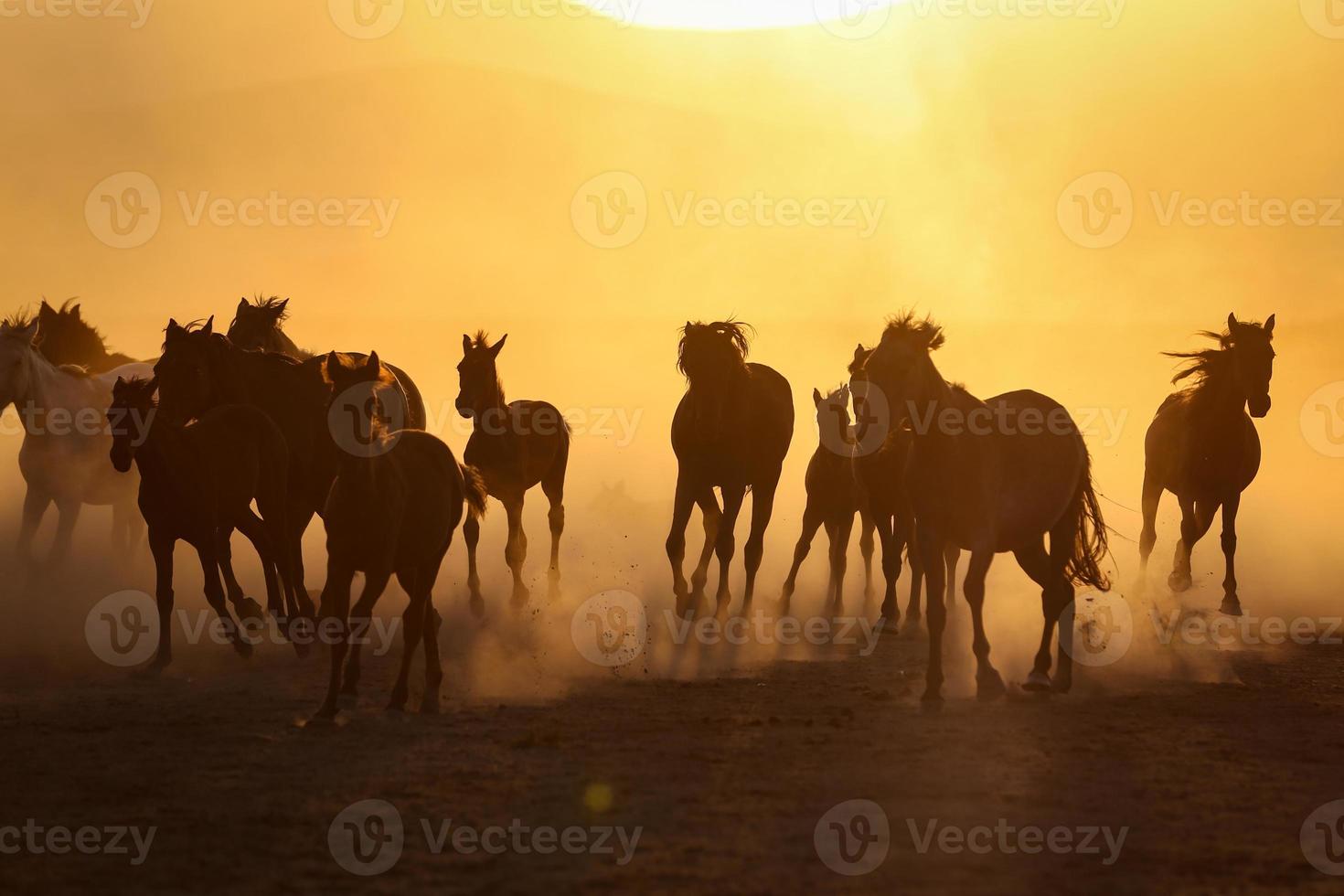 yilki paarden rennen in het veld, kayseri, turkije foto