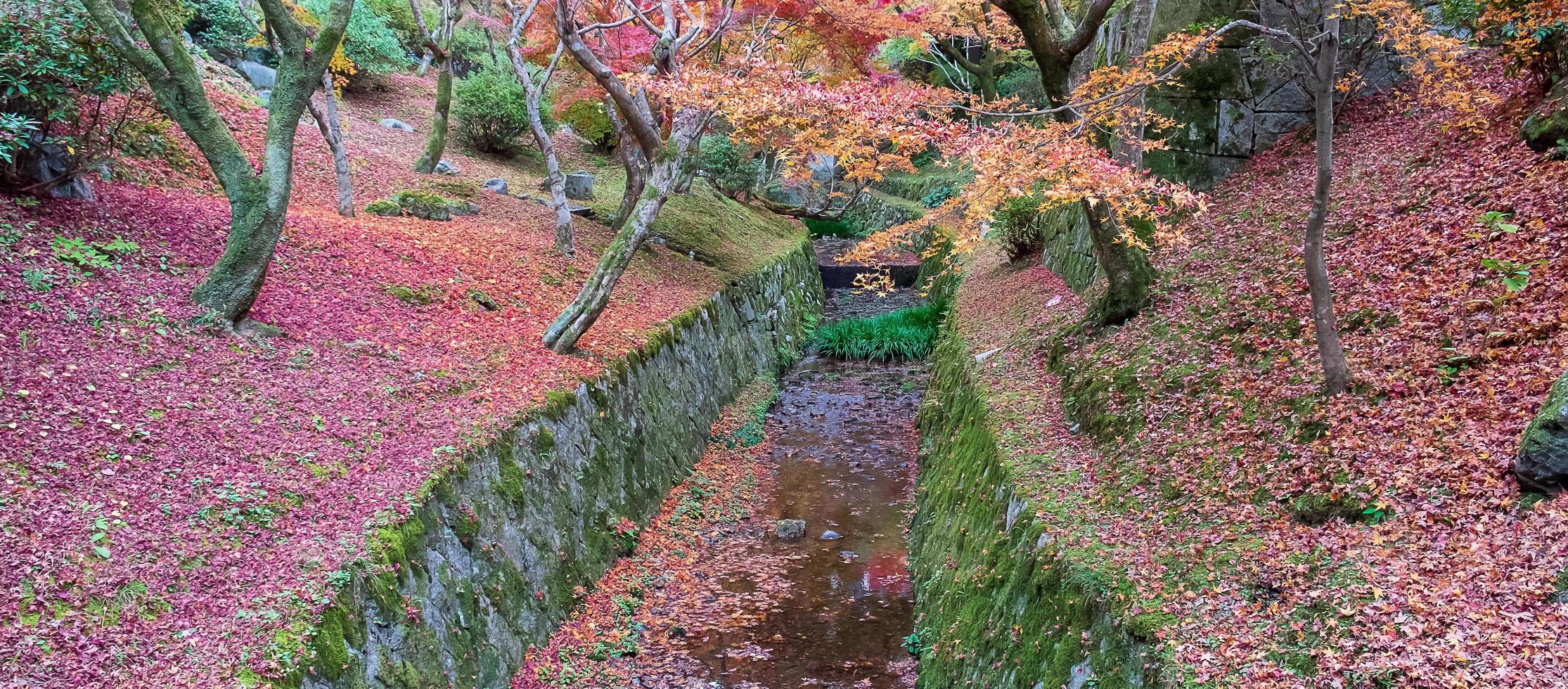 kleurrijke bladeren in de tuin bij de tofukuji-tempel, oriëntatiepunt en beroemd om toeristische attracties in kyoto, japan. herfstgebladerte seizoen, vakantie en reisconcept foto