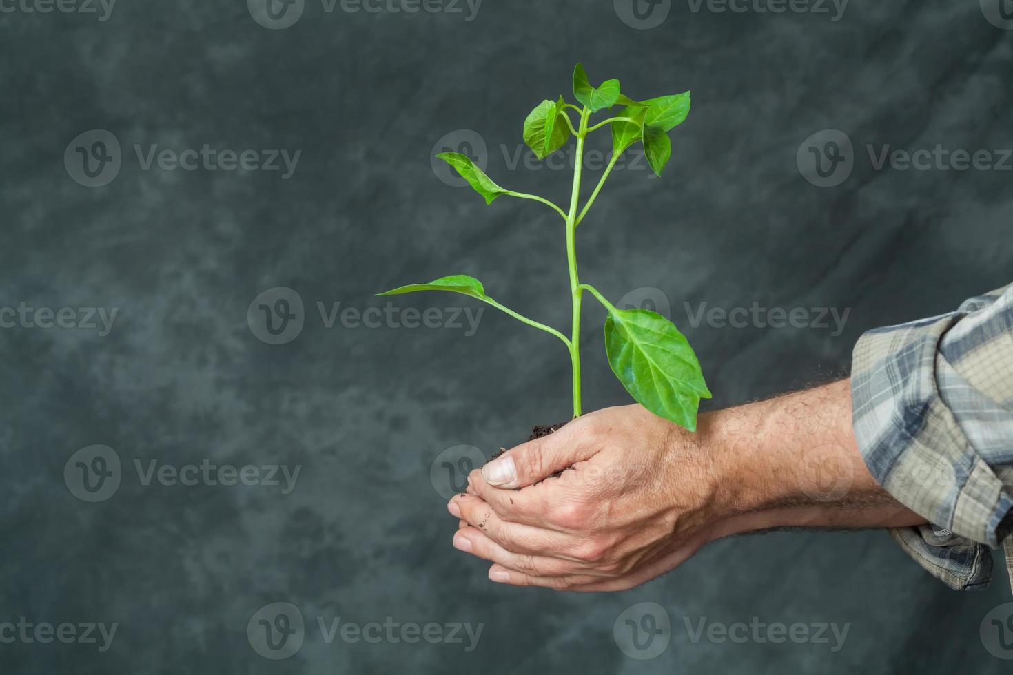 handen met een plant groeit foto