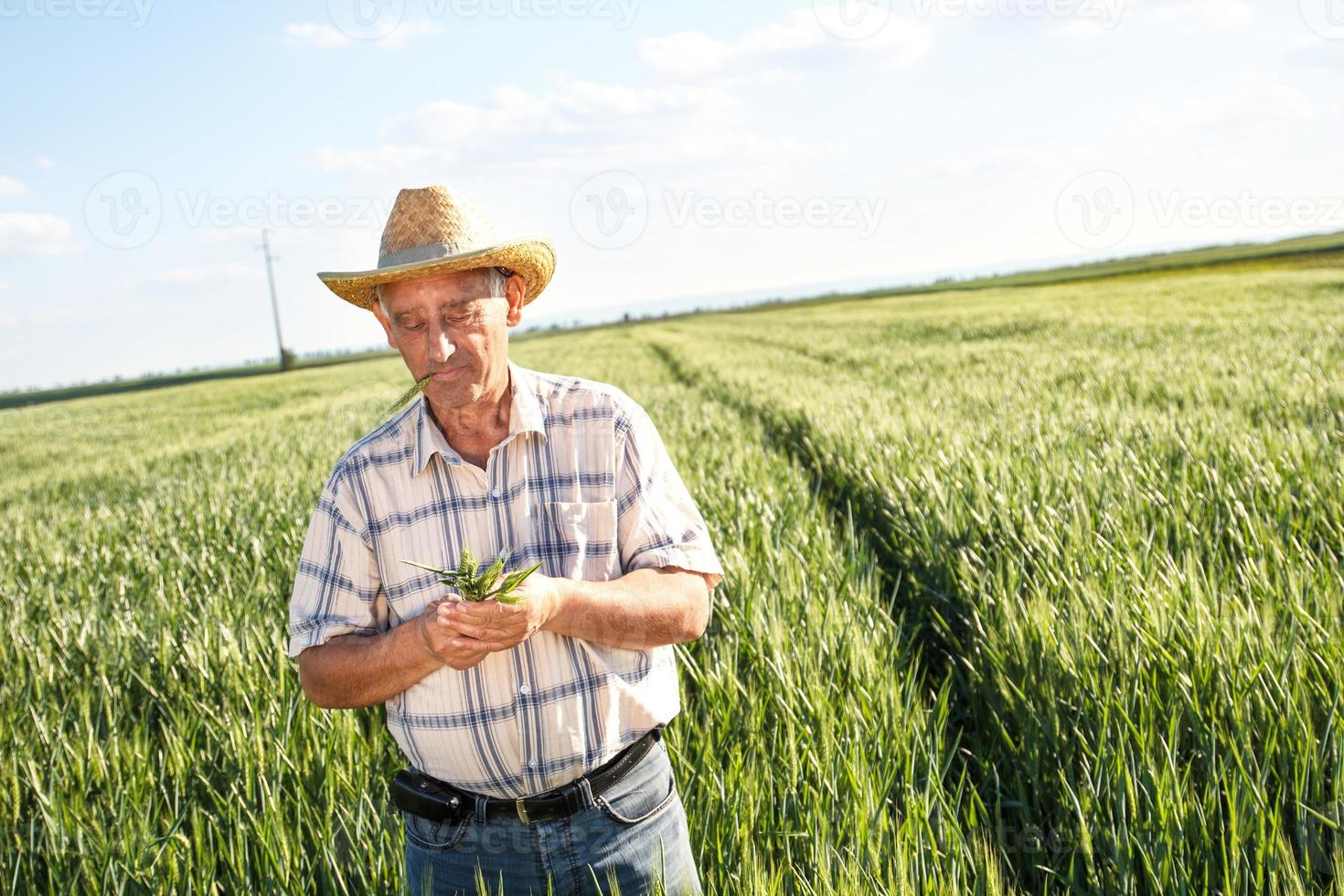 senior boer in een veld onderzoek gewas foto