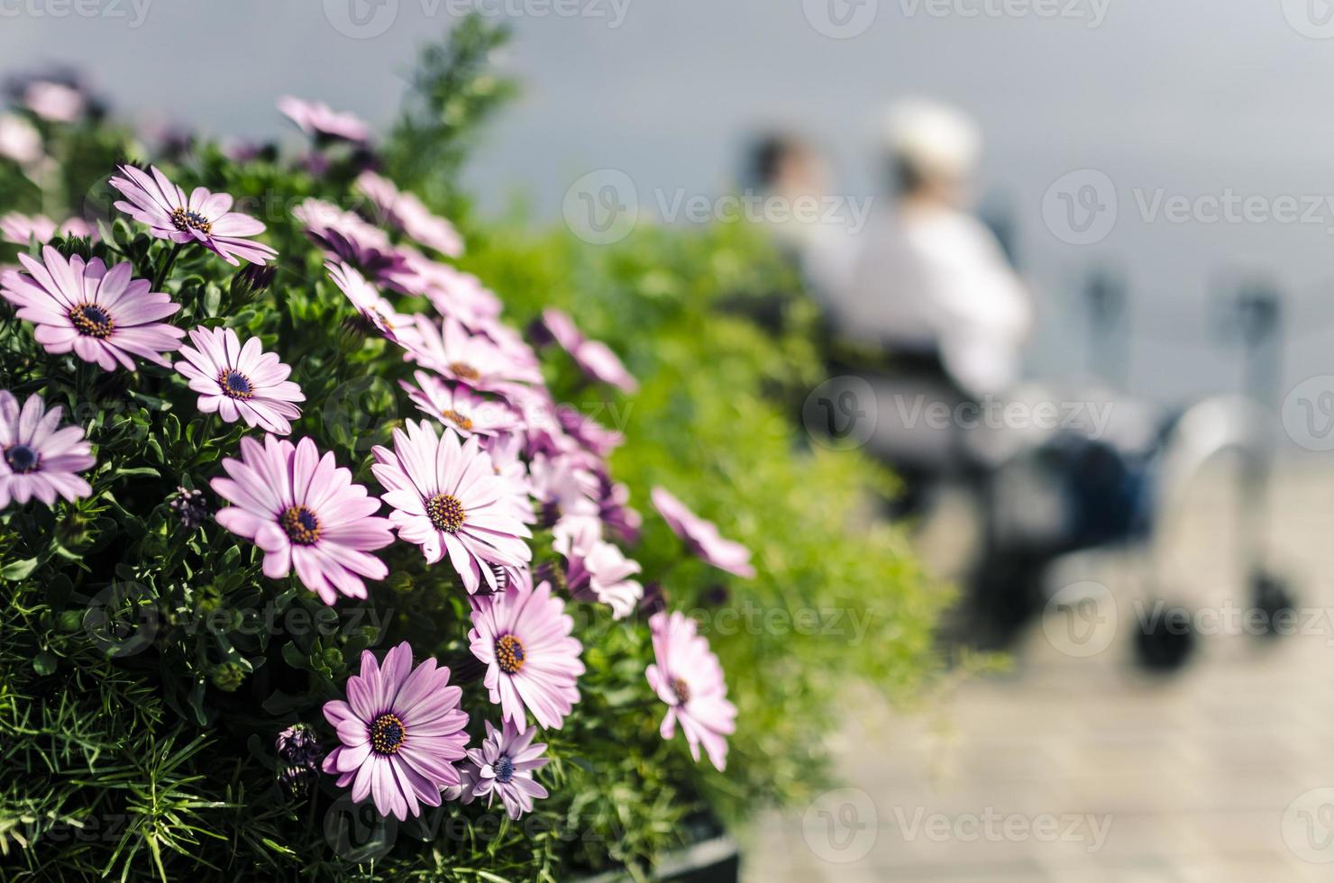 paarse bloemen en senior paar rusten op een bankje foto
