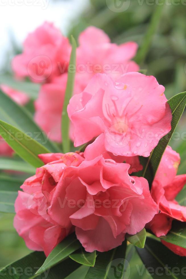 oleander bloemen foto