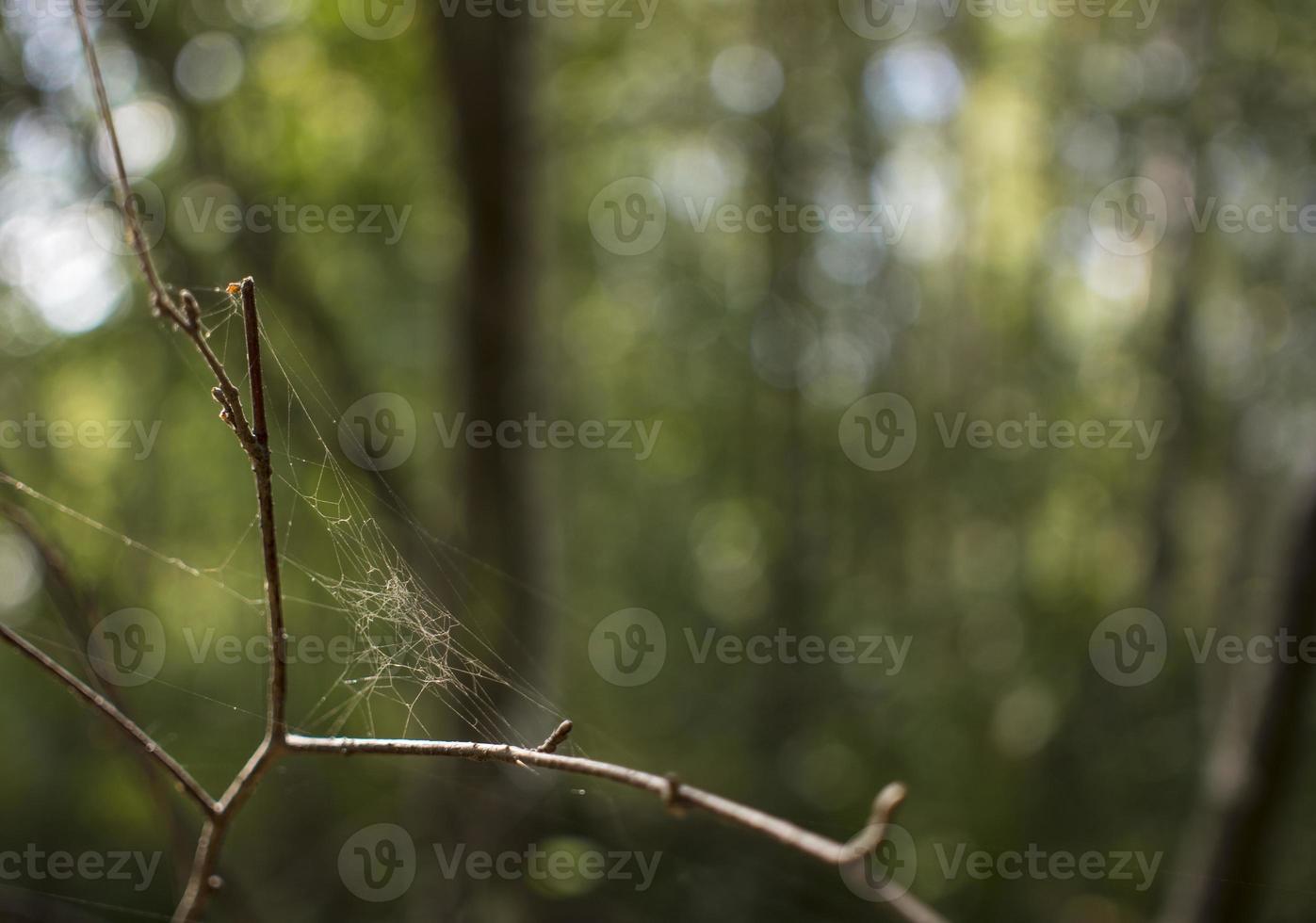 spinnenweb op de struiken in het groene bos. foto
