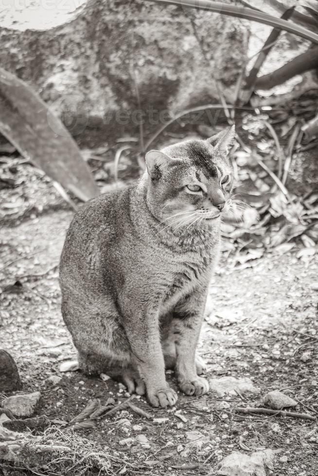 mooie schattige kat met groene ogen in tropische jungle mexico. foto