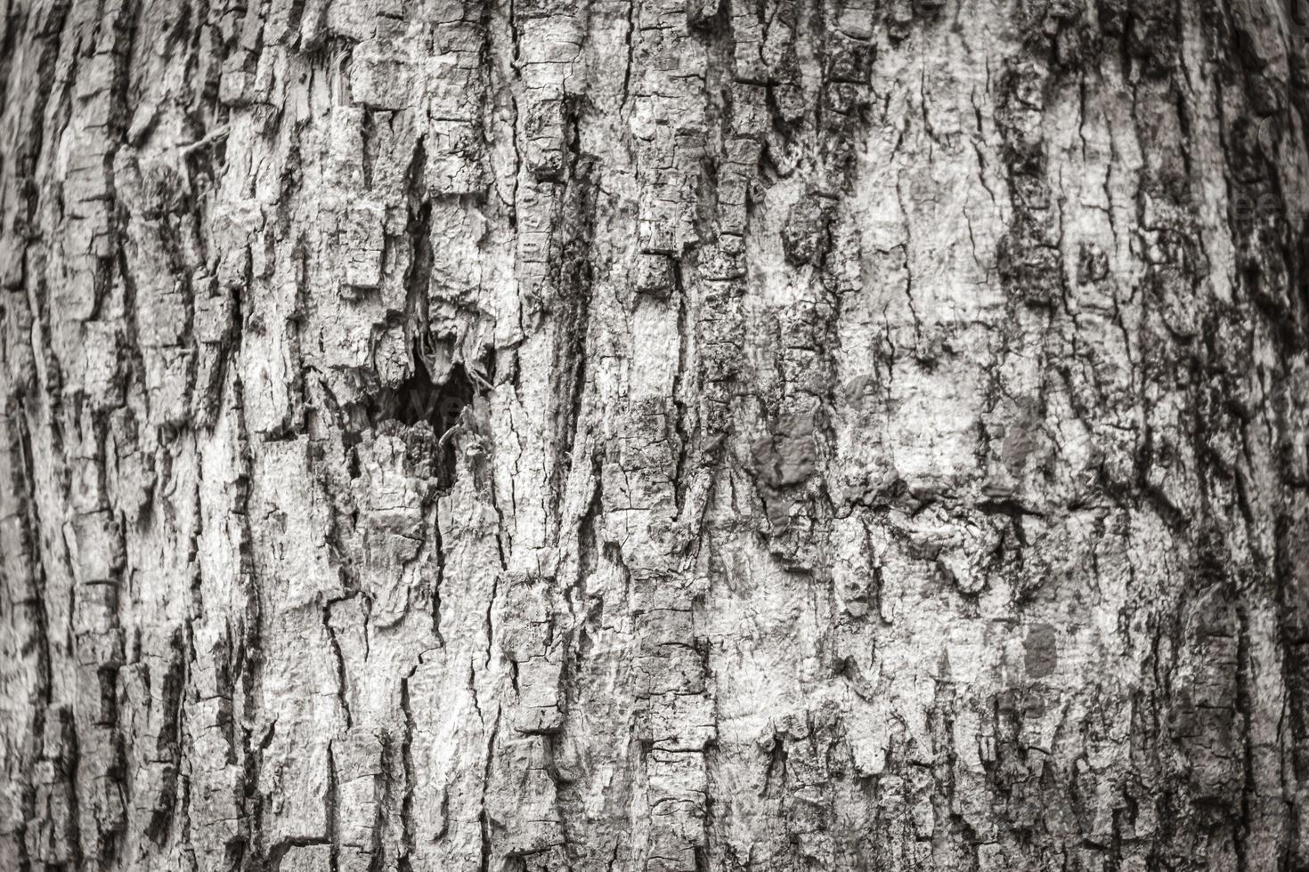 tropische boomschors textuur in natuurlijke jungle mexico. foto