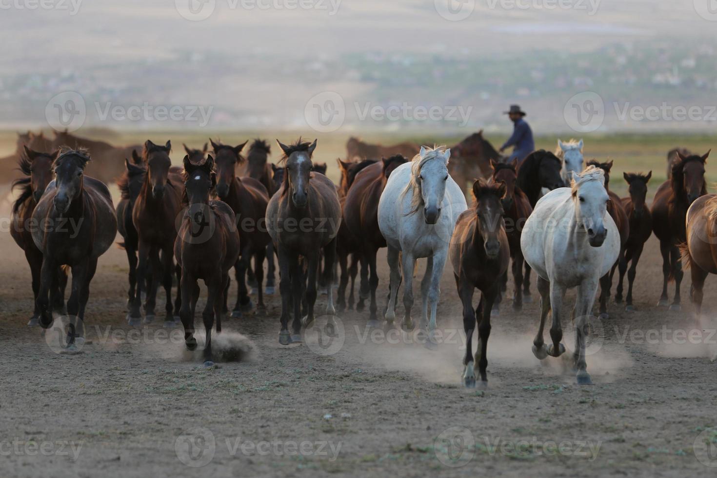 yilki paarden rennen in het veld, kayseri, turkije foto