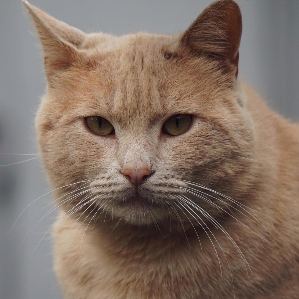 bruin kattenportret camera kijken foto