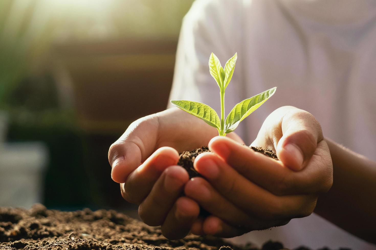 kinderen zorgzame jonge plant. hand met kleine boom in ochtendlicht foto