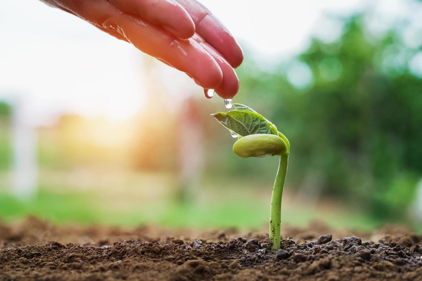 hand van boer die kleine bonen in de tuin water geeft met zonneschijnachtergrond foto