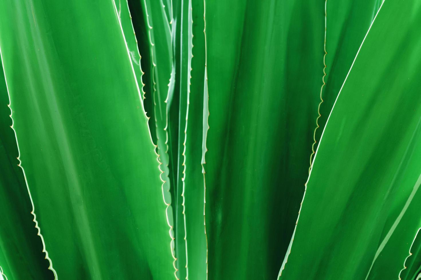 groene blad achtergrond textuur foto