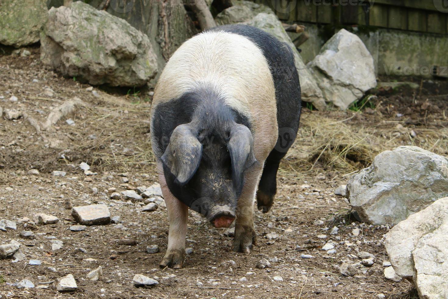 vetgemest varken op een varkensbedrijf foto