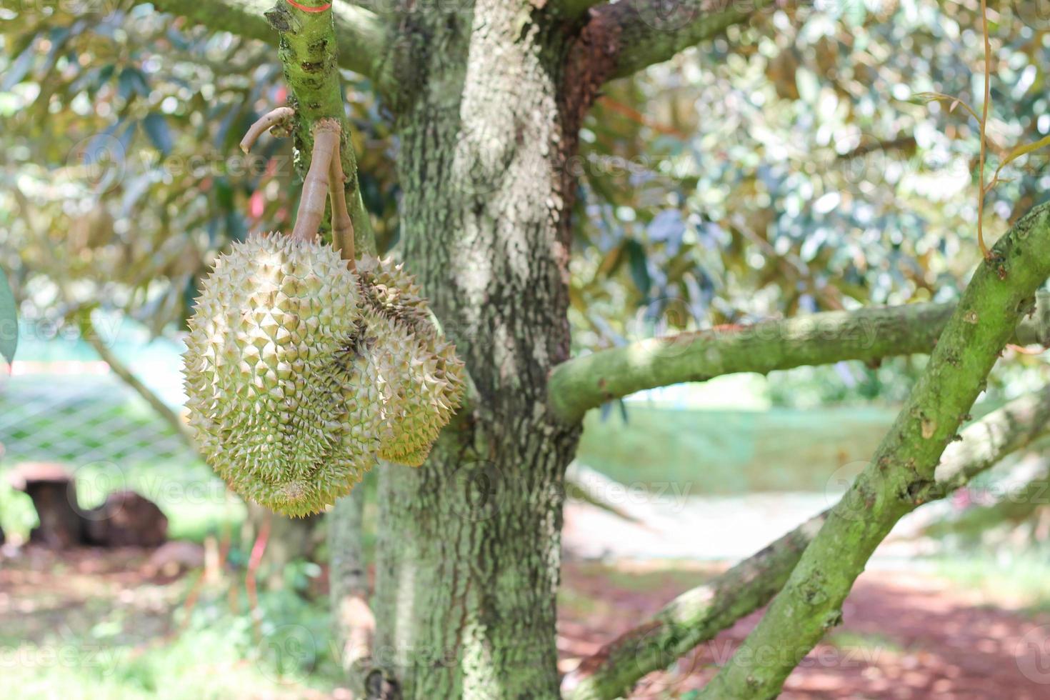 durians op de durian-boom in een biologische durian-boomgaard. foto