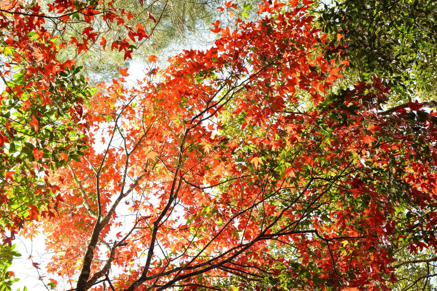 rood esdoornblad op esdoorn kleurrijk seizoen herfst in het bos bladeren kleurverandering landschap uitzicht foto