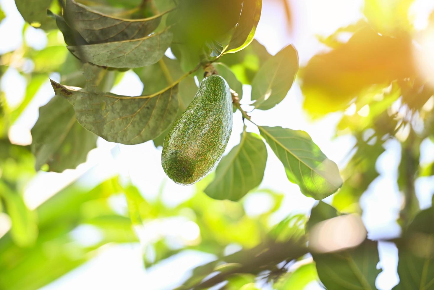 avocadofruit hangt in de zomer aan de avocadoboom, verse groene avocado foto