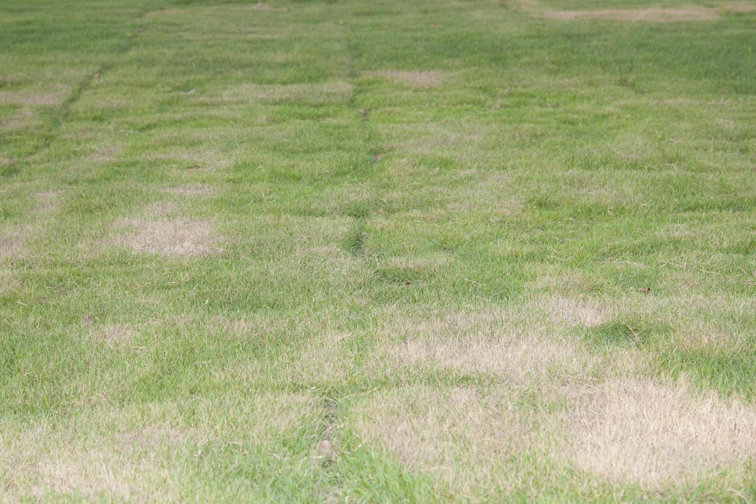 groen gazon groeit in een prachtig ontworpen achtertuin, die de door de mens gemaakte natuur nabootst. foto