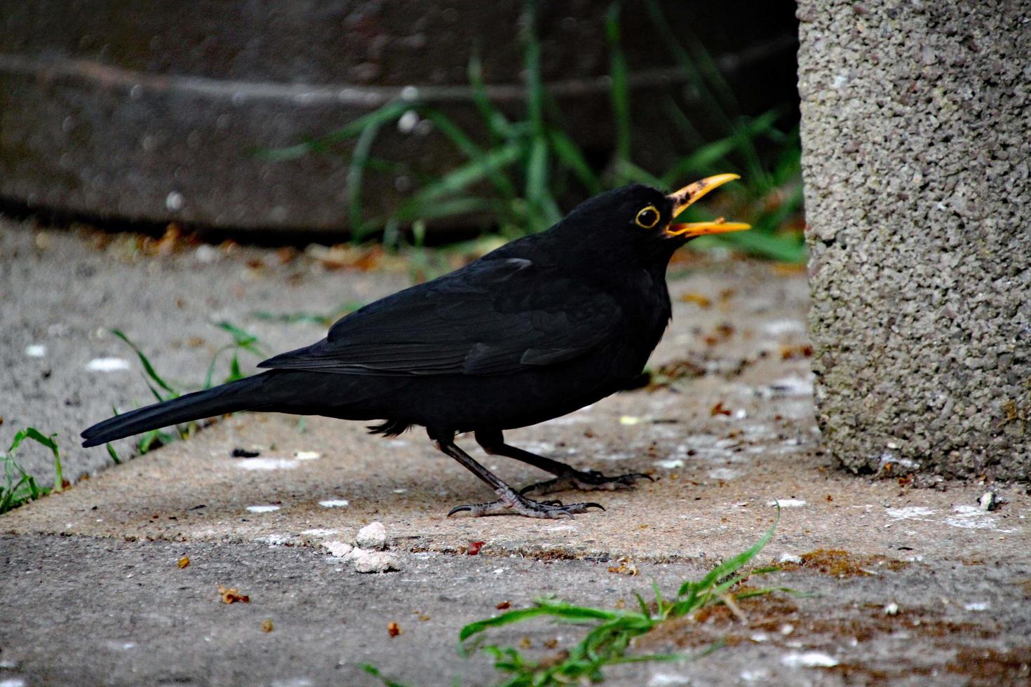 een close up van een merel in de tuin foto