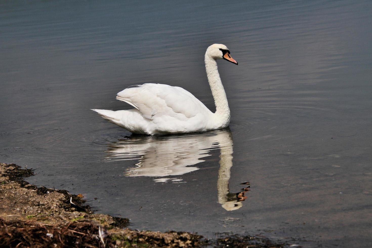 een weergave van een knobbelzwaan op Lake Windermere foto